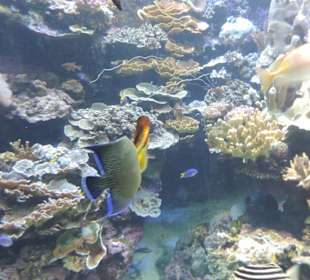 Im Aquarium unterwegs