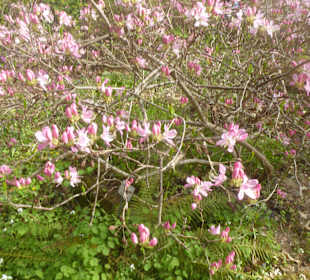 Botanischer Garten München