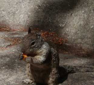 Squirrel