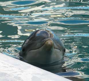 Clearwater Marine Aquarium
