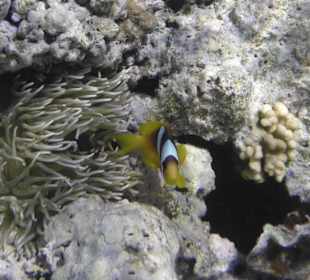 Nemo, der Anemonenputzer