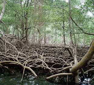 Blick ins Mangrovendickicht