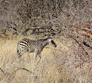 Auch hier gab es Babys