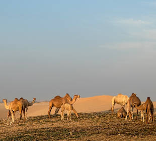 Wüstentour Abu Dhabi zum Sonnenaufgang