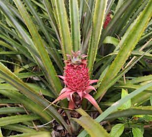 Botanischer Garten Puerto de la Cruz 