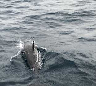Delfin Tour Süd-Malé-Atoll