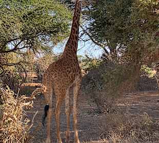 Wildnis Tours and Safaris - Diani Beach