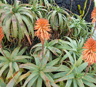 Aloe in voller Blüte