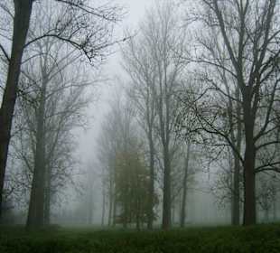 Novembernebel in der Aue