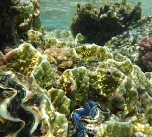 Schnorcheln Makadi Bay