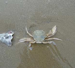 Римини, море