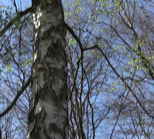 Baumlehrpfad Sontheim