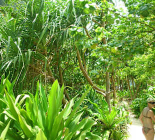 Phi Phi - Maja Beach