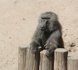 ZOOM Erlebniswelt Gelsenkirchen