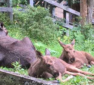 Elchfamilie im Wildpark