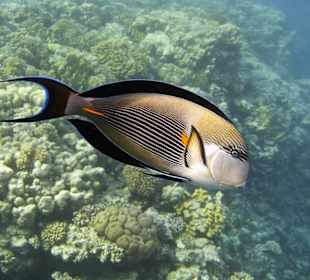 Arabischer Doktorfisch