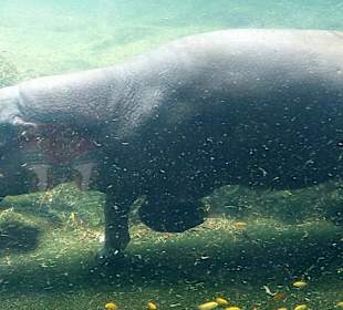 Singapur Zoo