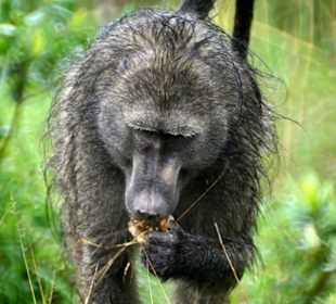 Chacma Baboon