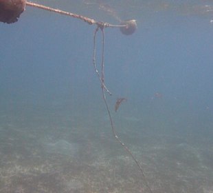Kalmare Unterwasser