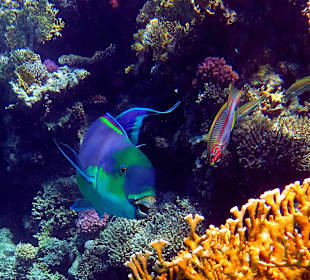 Sharm El Sheikh Montazah Coral Beach Resort