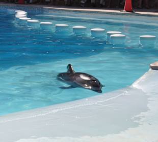 Dolphin Sharm elshiek show