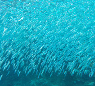 Schnorcheln Marsa Alam