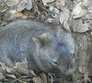 Wombat
