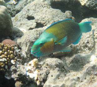 Papageifisch