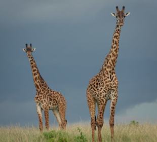 Giraffen