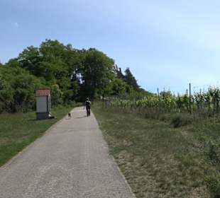 Früchtetrauf - Wurmlinger Kapellenwegle