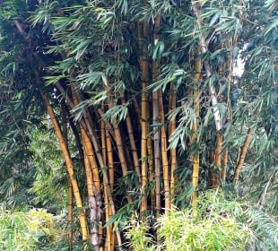 Stadtrundgang Bububu