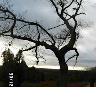 In der Heide bei Wilsede