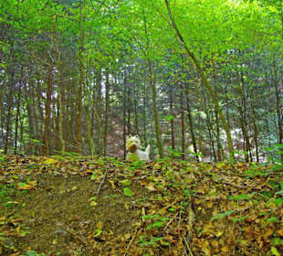 Der Therapeutische Wanderweg
