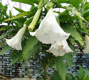 Wildlife Expeditions