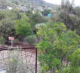Parque del Drago in Icod de los Vinos