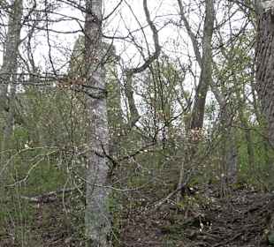 Eiszeitpfad - Burgfelsenpfad