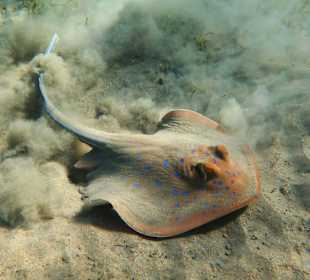 Blaupunkt-Stechrochen