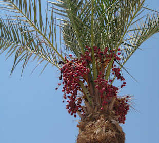 Strand vom Nachbarhotel