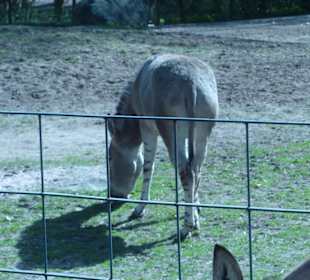 Somali-Wildesel