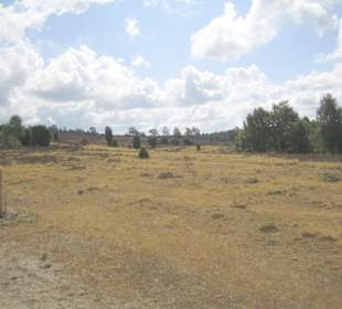 Heide Schneverdingen