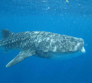Whale shark Snorkeling
