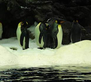 Loro Park