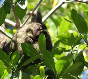 Ein fotogenes Faultier