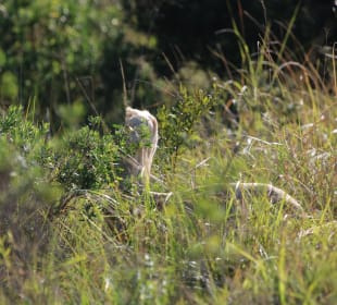 ...und der ist auch versteckt....