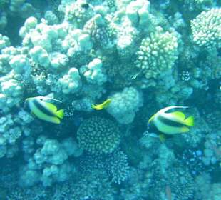 Hausriff des Makadi Palace