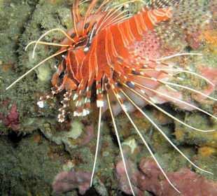 Rotfeuerfisch