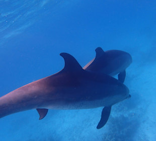 Einmalie Erlebnisse mit Mo´s Delfinen