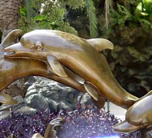 Loro Park - Delphin - Show