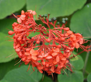 Jardín de Aclimatación de La Orotava
