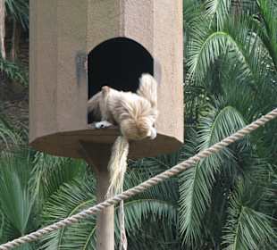 Gibbon - wer ist der Große da